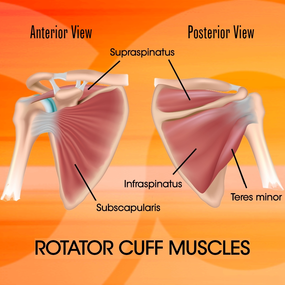 Rotator Cuff Understanding and Strengthening React Physical Therapy